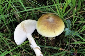 amanita phalloides (1000 x 750).jpg_product_product_product_product_product_product